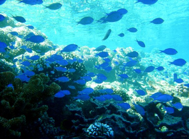 41- Chromis noirs 